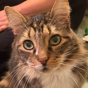 Meet your Posher, Desirae